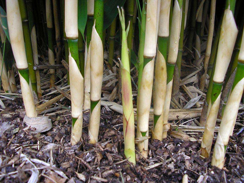 Halme und Sprosse des Elfenbeinbambus Ivory Ibis