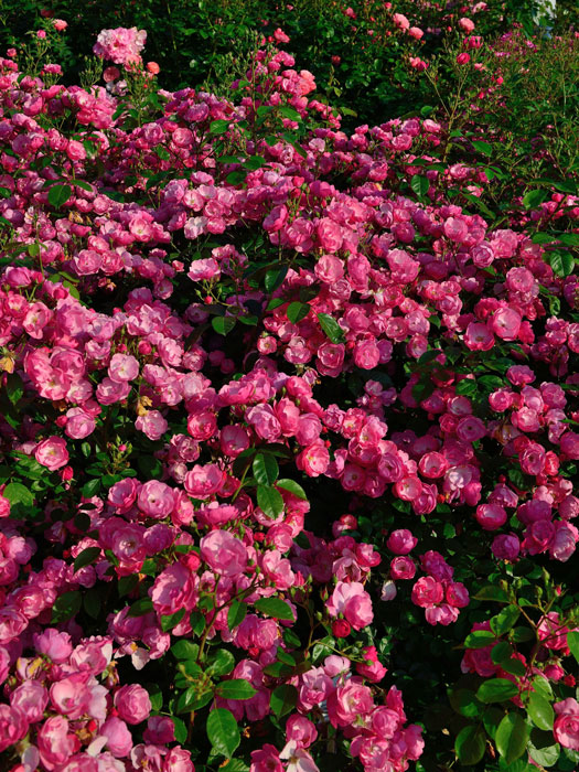 rosen-angela Strauchrose Angela