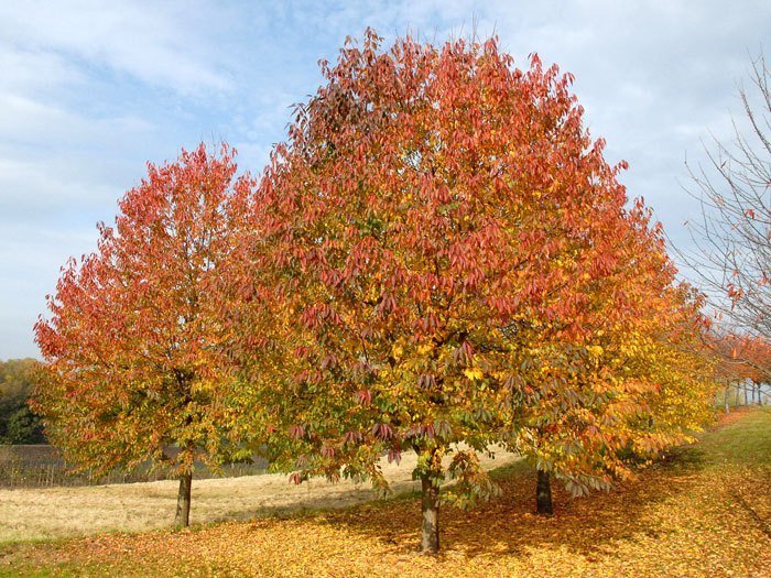 prunus-avium-herbst
