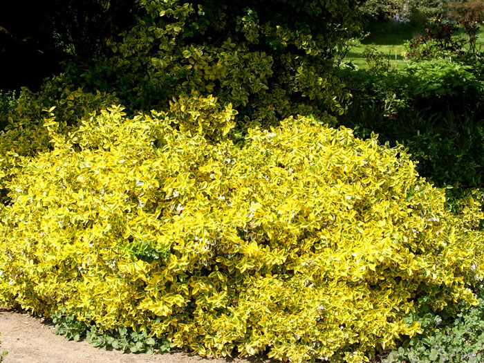 euonymus-emerald-gold Wuchsform der gelbbunten Kriechspindel