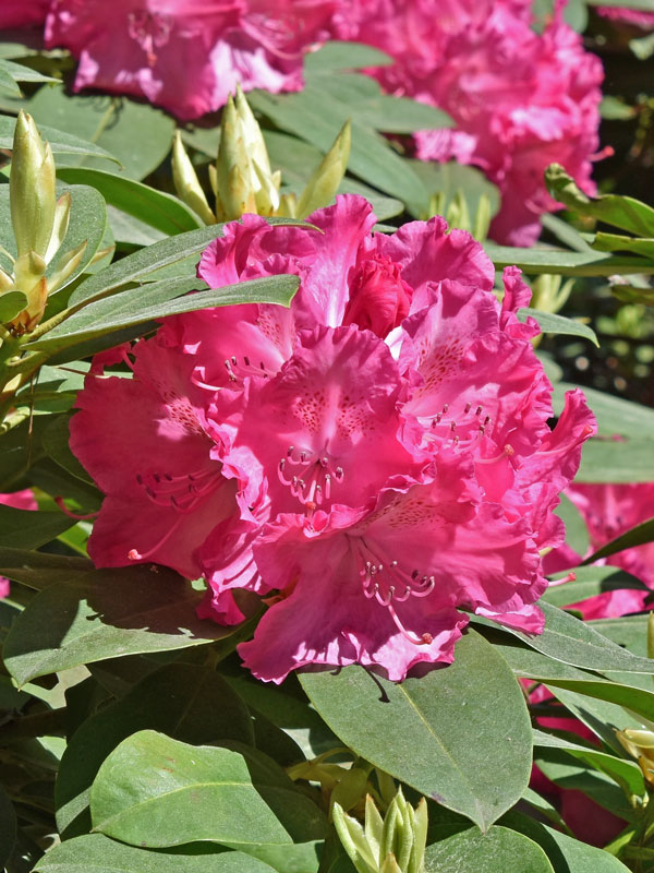 Bluete des Rhododendron Germania