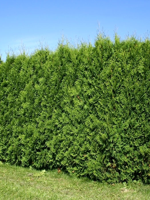 thuja-columna-hecke555994b23da47 Thuja Columna Hecke