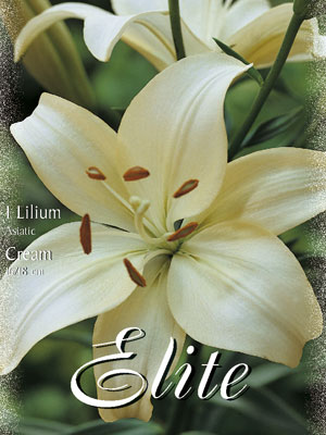 lilium_asiatic_cream Asiatische Lilien-Hybride 'Weiß' (Art.Nr. 597104)