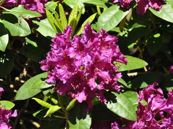 rhodo-azurro