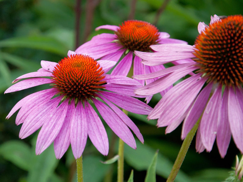 Portraetaufnahme einer Echinacea