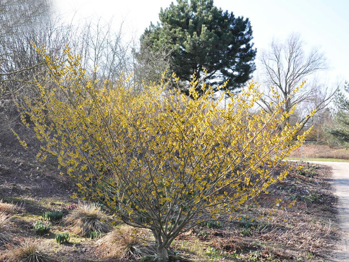 hamamelis-arnold-promise Die Zaubernuss 'Arnold Promise'