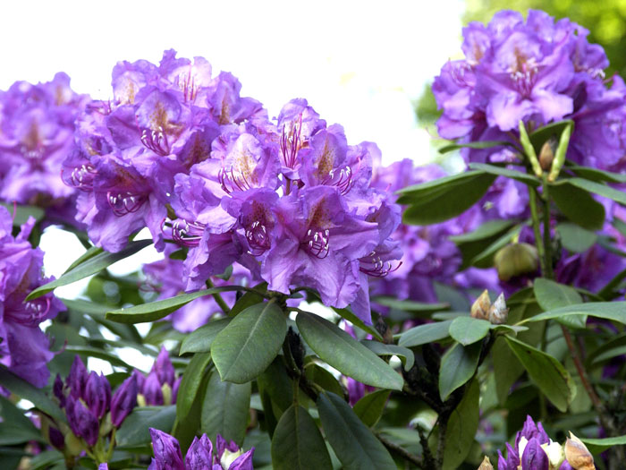 rhododendron-lees-dark-purple Rhododendron 'Lee's Dark Purple'