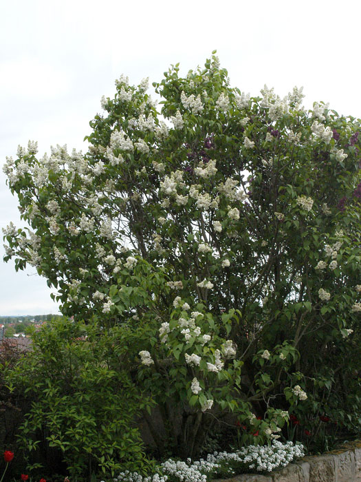 syringa-mme-lemoine55599e9a06ccd Flieder Madame Lemoine Strauch