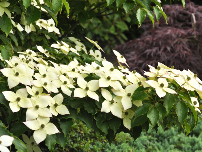cornus-kousa-milky-way Pflanzkombination mit dem Blumenhartriegel 'Milky Way'