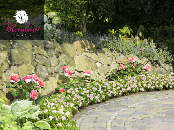 bloombux-rhododendron Rhododendron 'Bloombux®'