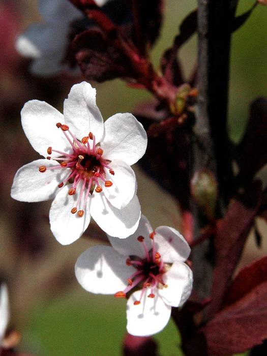 prunus-cistena-bluete Zwerg-Blutpflaume Blüte