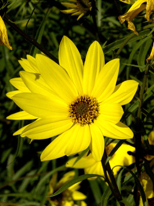 helianthus-salicifolius Helianthus salicifolius, Weidenblättrige Sonnenblume