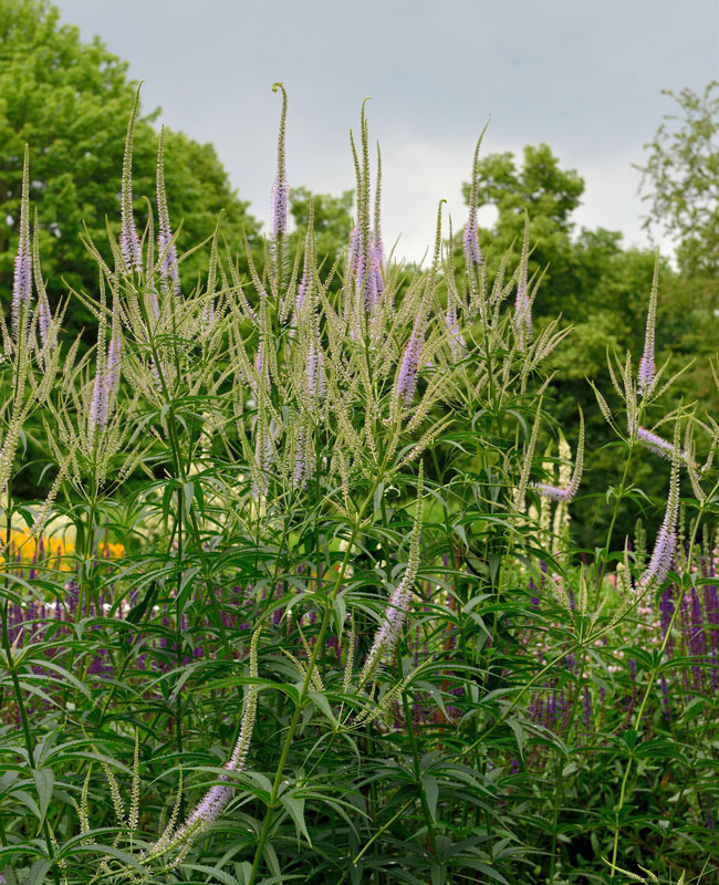 veronicastrum-adoration Veronicastrum virginicum 'Adoration', Kandelaber-Ehrenpreis