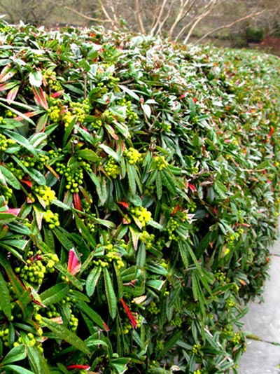 berberis_julianae_7_44085_3_44085_3
