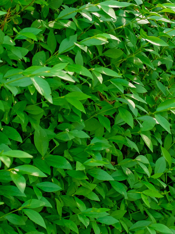 Nahaufnahme Ligustrum vulgare Atrovirens