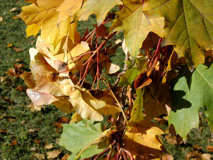 spitzahorn-herbst Acer platanoides, Spitzahorn