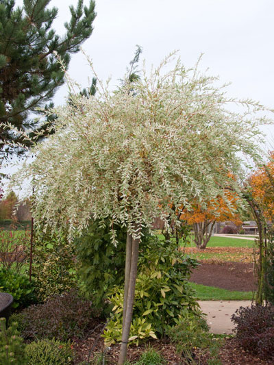 salix_integra_hakuro_nishik_43405_0 Japanische Weide Stämmchen