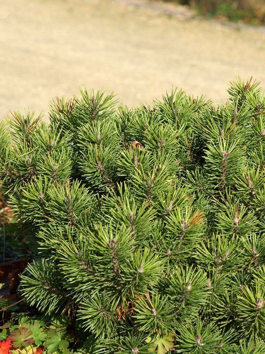pinus-mugo-pumilio Kiefer Pumilio mit dichtem Wuchs