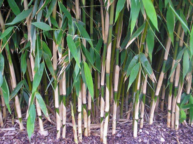 Halme des Bambus Fargesia Ivory Ibis