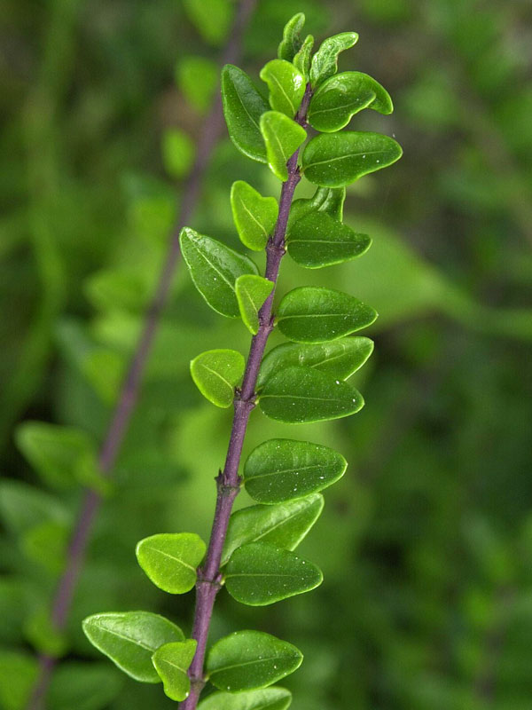 Nahaufnahme eines Astes der Heckenmyrhte Maigruen