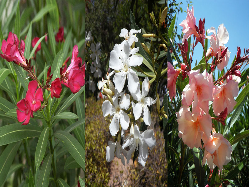 Mehrfarbig bluehender Oleander
