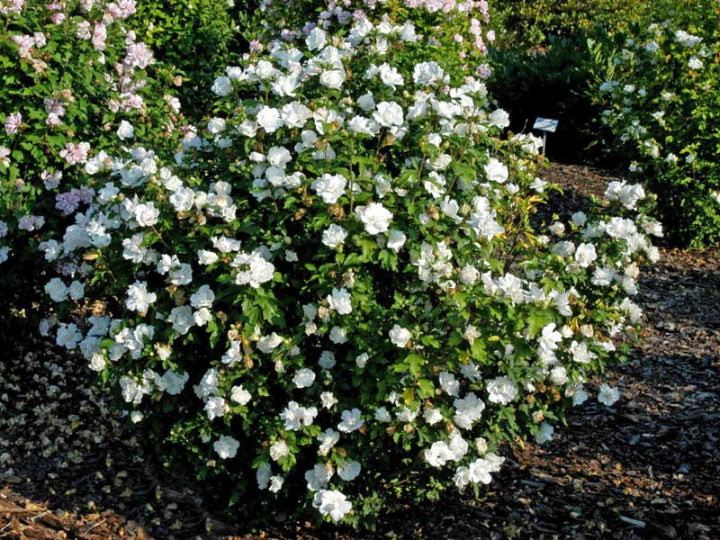 Ein Hibiskus-Strauch der Sorte Jeanne d' Arc mit weisser Bluete