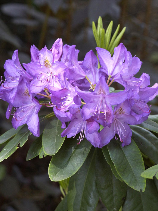 alpenrose-purpureum Rhododendron 'Purpureum Grandiflorum'