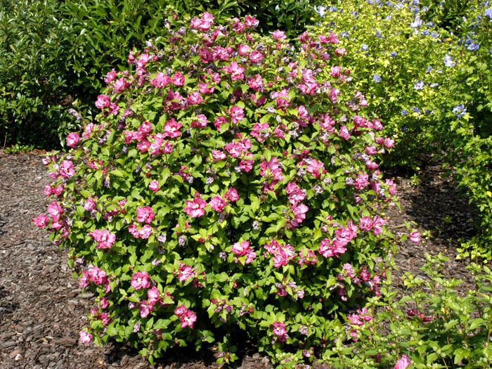 duc-de-brabant Garteneibisch Duc de Brabant Strauch