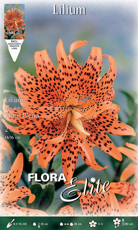 lilie-flore-pleno5822f438d73c7 Lilie 'Flore Pleno', Lilium lancifolium (Art.Nr. 521790)