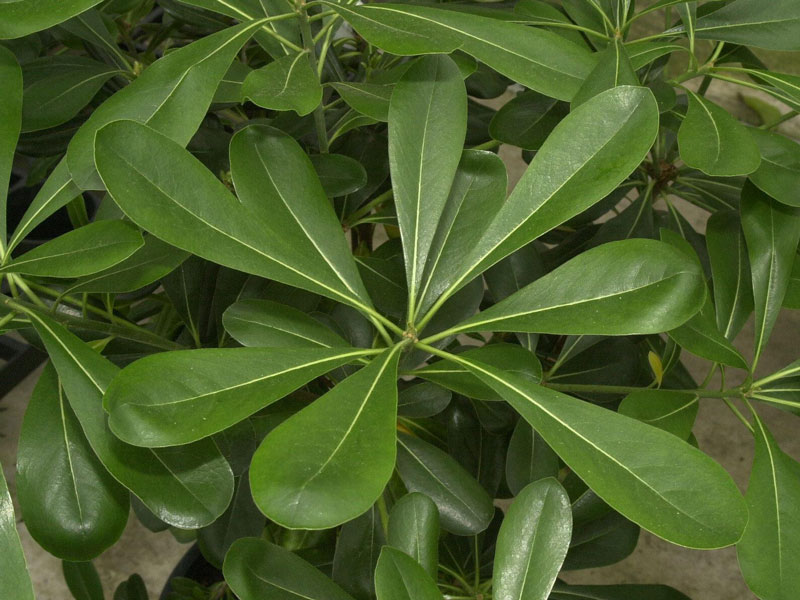 klebsame-laub Pittosporum tobira, chinesische Klebsame