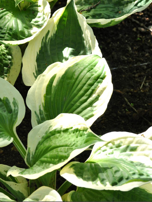 hosta-patriot Hosta x fortunei 'Patriot', Weißrand-Funkie, Herzblatt-Lilie, Schneefeder-Funkie
