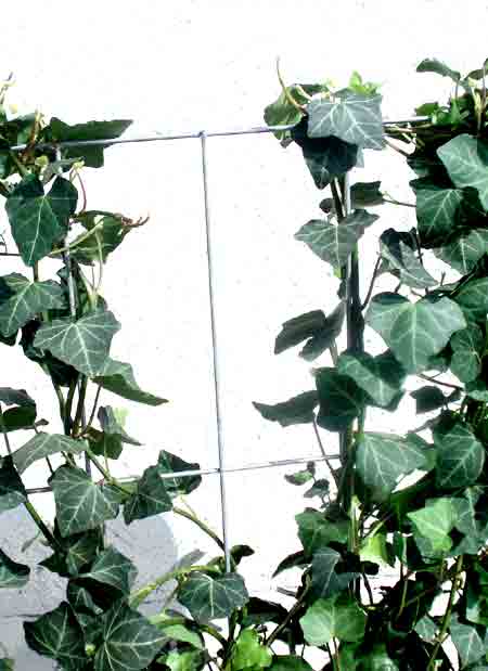 hecke_alm_j3_78685_2