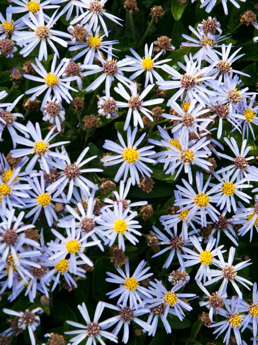 aster-adustus-nanus Aster ageratoides 'Adustus Nanus' (M), Ageratumaster, Wild-Aster