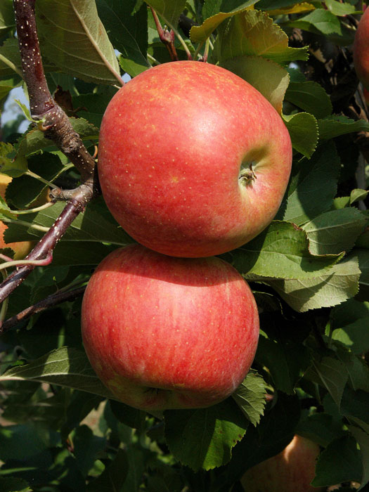 apfel-jonagold55599819802a4 Jonagold, Apfel - U-Spalier