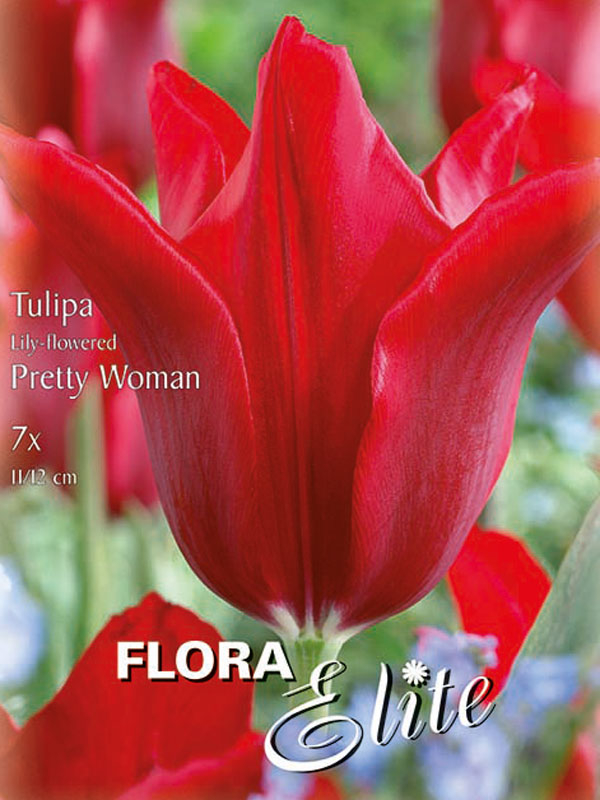Lilienblütige Tulpe Pretty Woman dunkelrot