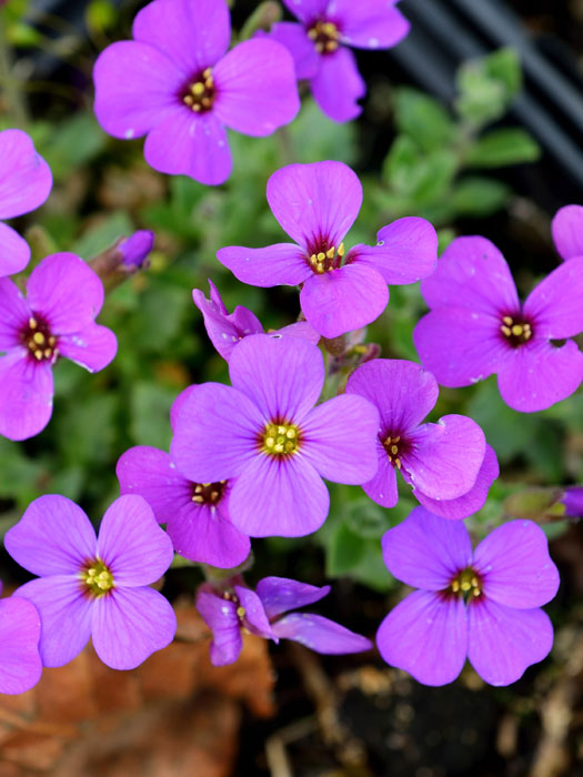 aubrieta-blaumeise Aubrieta Hybride 'Blaumeise', Blaukissen