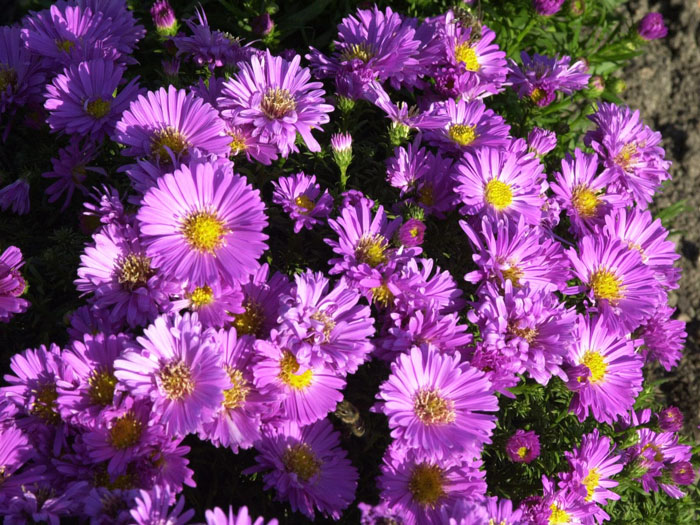 aster-dumosus-heinz-richard