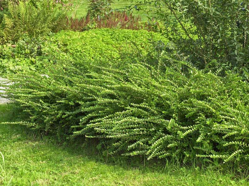 Lonicera Maigruen in einem Beet gepflanzt