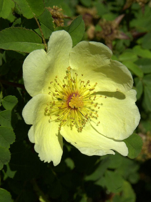 rose-hugonis55599365aef7d Blüte der Wildrose Hugonis