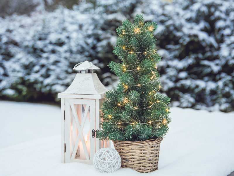 Weihnachtsbaum im Topf