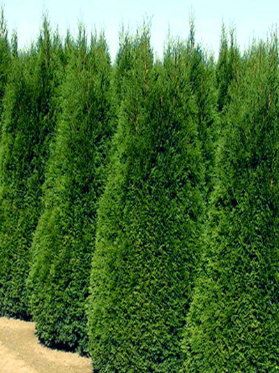 thuja-smaragd-acker Lebensbaum Smaragd Konifere