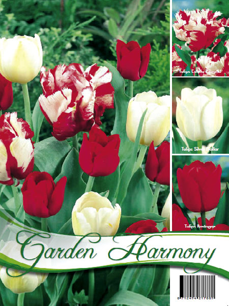 kollektion_rote_weisse_tulp_82278_0 Kollektion rote und weiße Tulpen (Art.Nr. 598210)