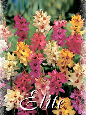 ixia_mix Klebschwertel, Mischung, Ixia (Art.Nr. 521600)