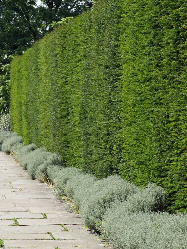 Eine Hecke aus gemeinen Eiben