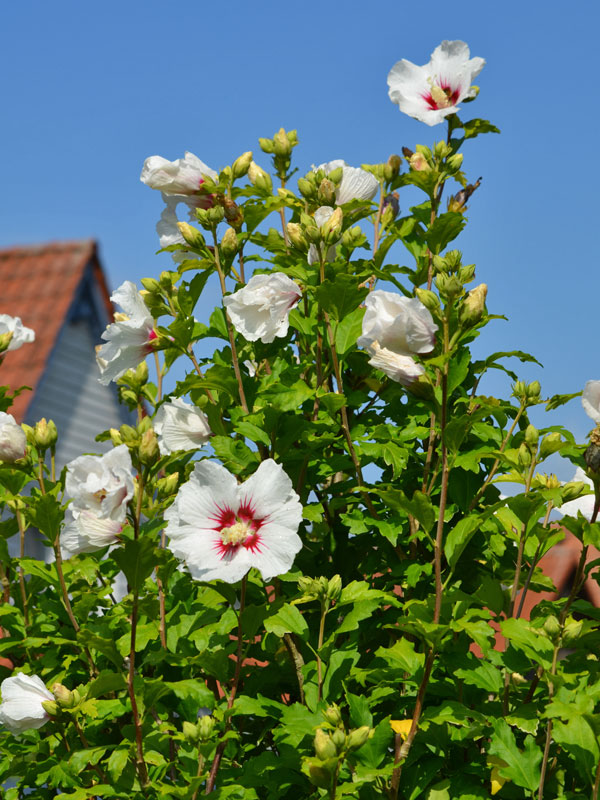 Garteneibisch Strauch Red Heart