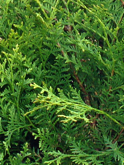 thuja_brabant_5_43411_2_43411_2 Nadeln Thuja Braband