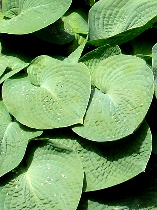 hosta-ventricosa