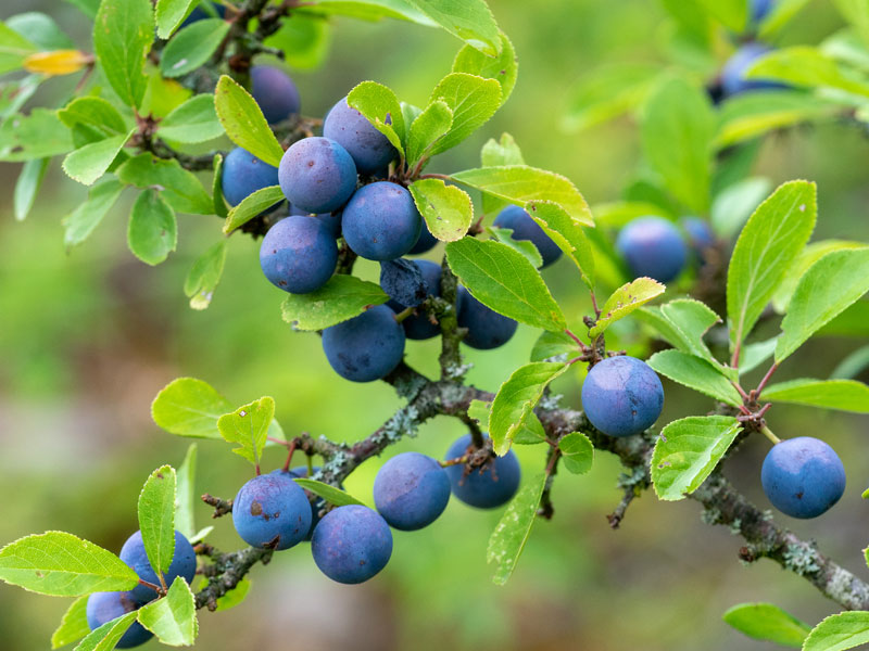 Prunus spinosa, Schwarzdorn, Schlehe