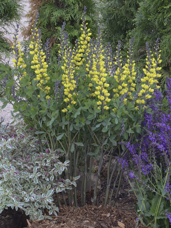 indigolupine-lemon-merinque