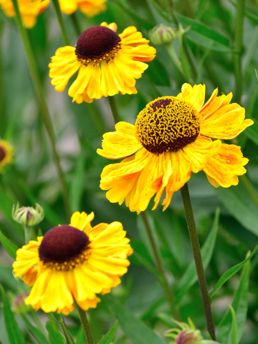 helenium-wyndley Helenium x cultorum 'Wyndley', Garten-Sonnenbraut